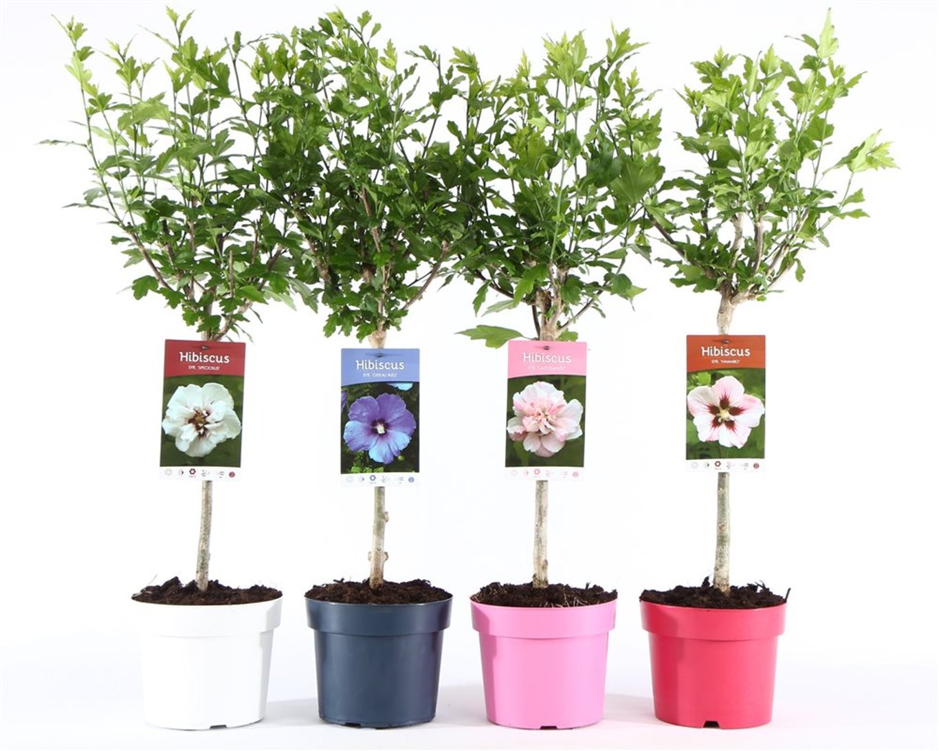 Hibiscus syr. 'Ton sur Ton' - 30 CM Stem C3